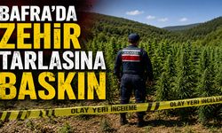 BAFRA’DA ZEHİR TARLASINA BASKIN 138 KİLO ESRAR ELE GEÇİRİLDİ