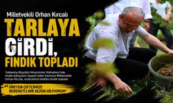 Milletvekili Orhan Kırcalı Tarlaya Girdi, Fındık Topladı