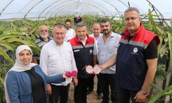 Çarşamba’da Alternatif Üretimin Başarılı Örneği: Ejder Meyvesi