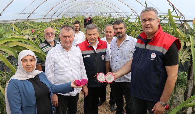 Çarşamba’da Alternatif Üretimin Başarılı Örneği: Ejder Meyvesi