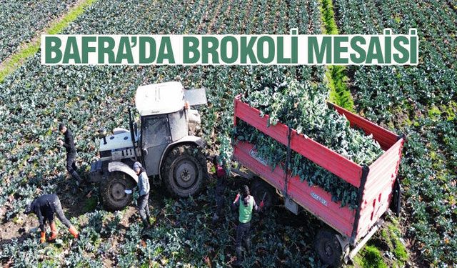 Samsun'dan Dünyaya Brokoli İhracatı
