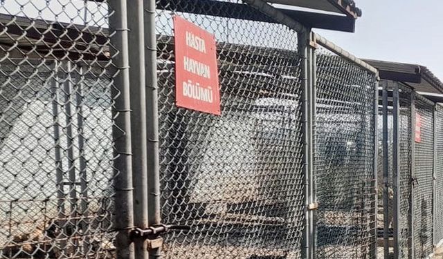 Samsun'da Sokak Hayvanları İçin Ortak Çalışma
