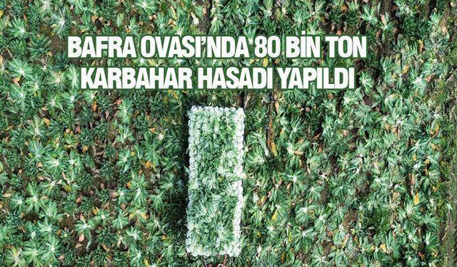 Bafra Ovası'nda Dev Hasat Tamamlanıyor