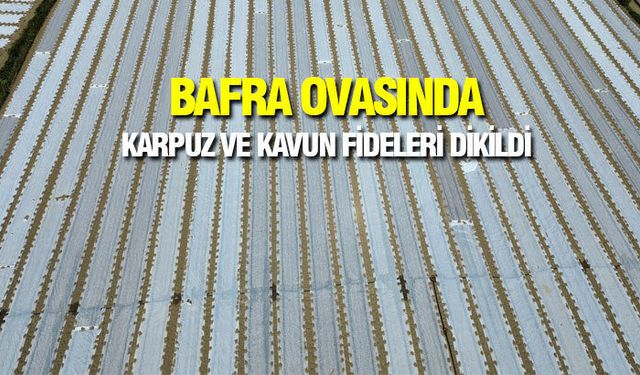 Bafra Ovası'nda kavun ve karpuz fideleri toprakla buluştu