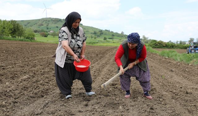 LADİK FASULYESİ BÜYÜKŞEHİR GÜVENCESİNDE!