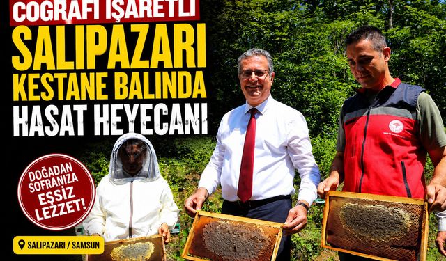 Samsun`da Kestane Balı Hasat Heyecanı
