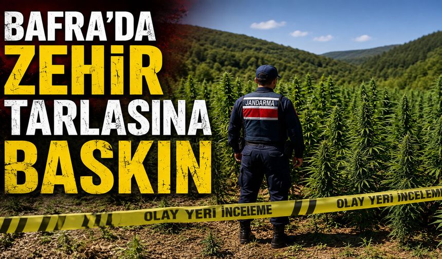 BAFRA’DA ZEHİR TARLASINA BASKIN 138 KİLO ESRAR ELE GEÇİRİLDİ