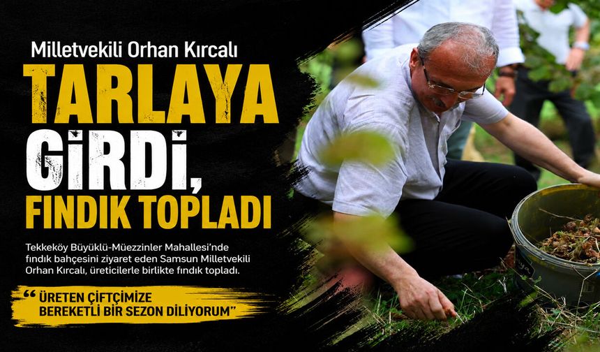 Milletvekili Orhan Kırcalı Tarlaya Girdi, Fındık Topladı