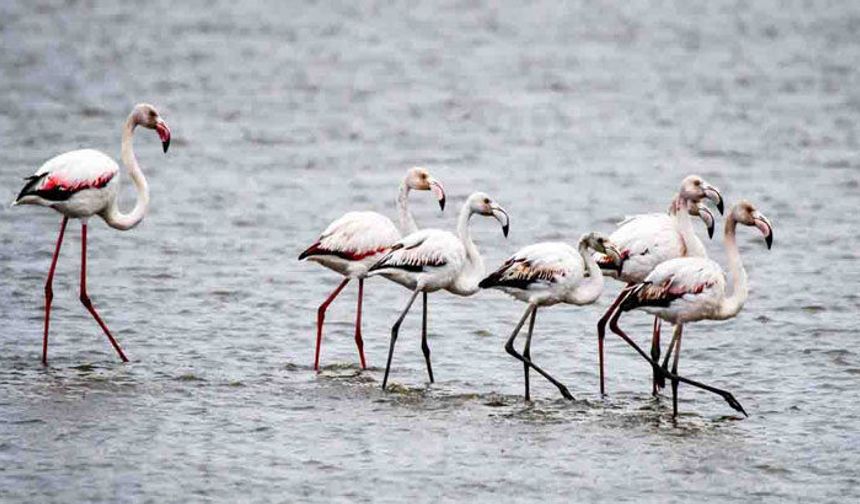 Kızılırmak Deltası’nda Flamingo Resitali