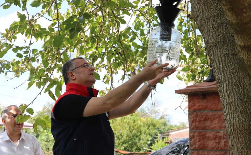 Çarşamba`da Kahverengi Kokarcaya Karşı Mücadele Kararlılıkla Sürüyor