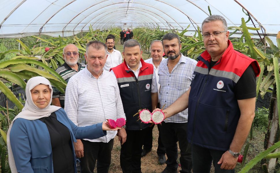 Çarşamba’da Alternatif Üretimin Başarılı Örneği: Ejder Meyvesi