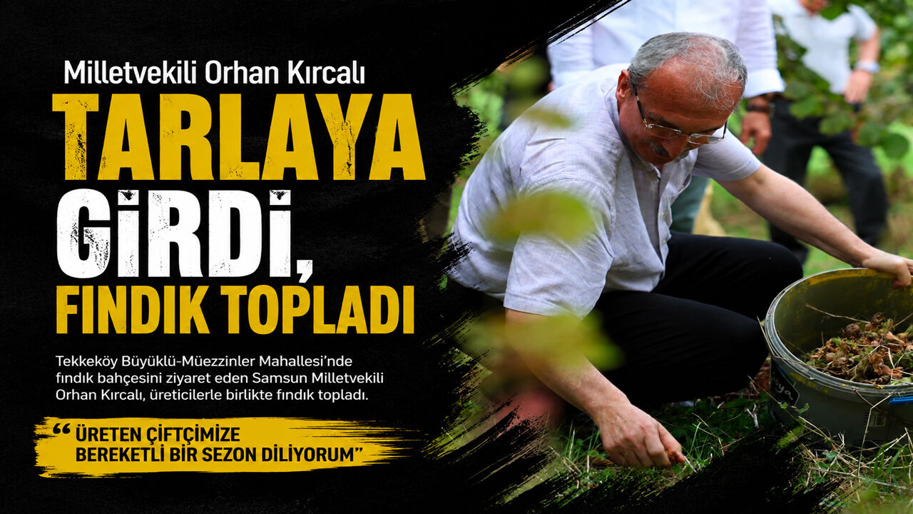Milletvekili Orhan Kırcalı Tarlaya Girdi, Fındık Topladı
