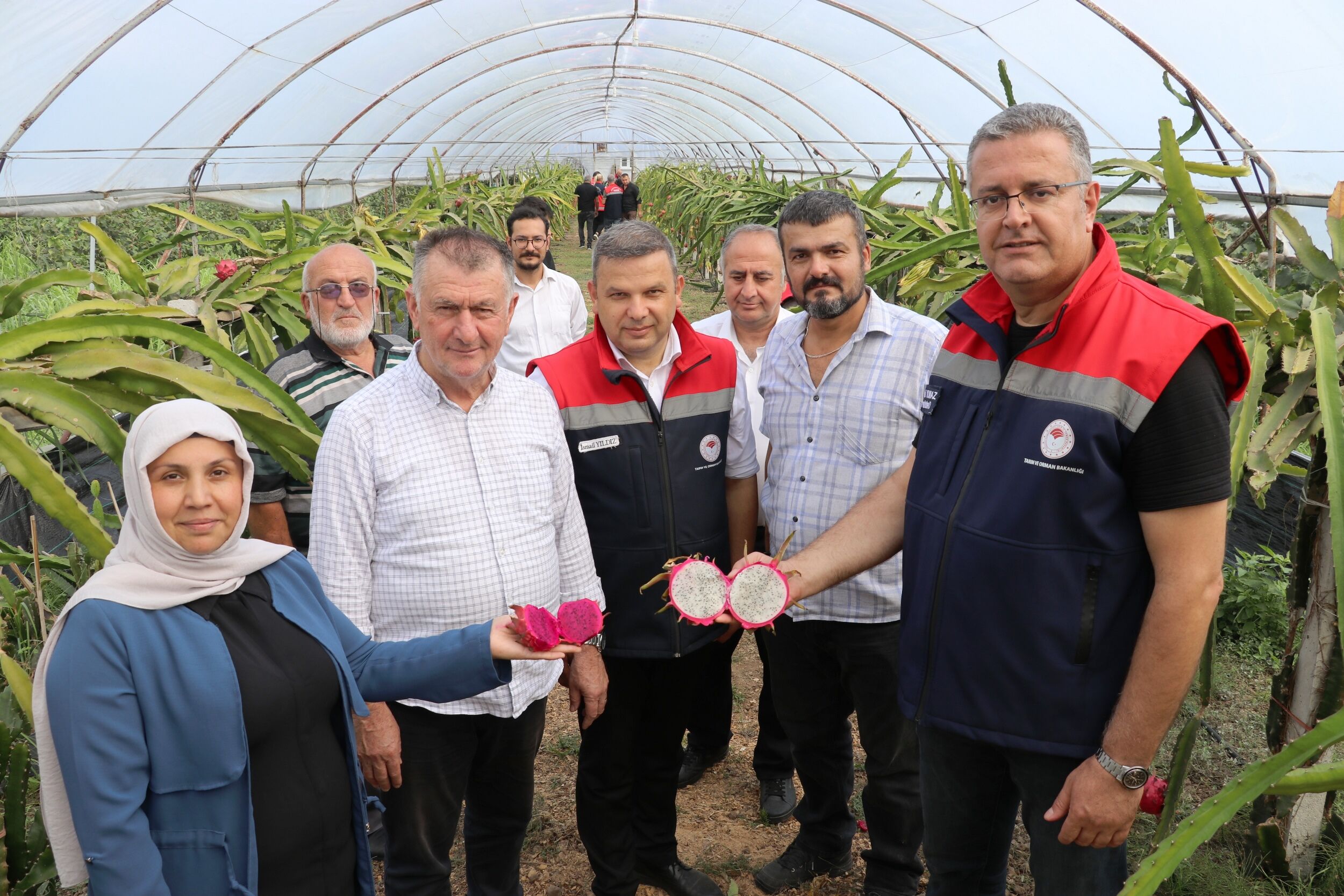 Çarşamba’da Alternatif Üretimin Başarılı Örneği: Ejder Meyvesi